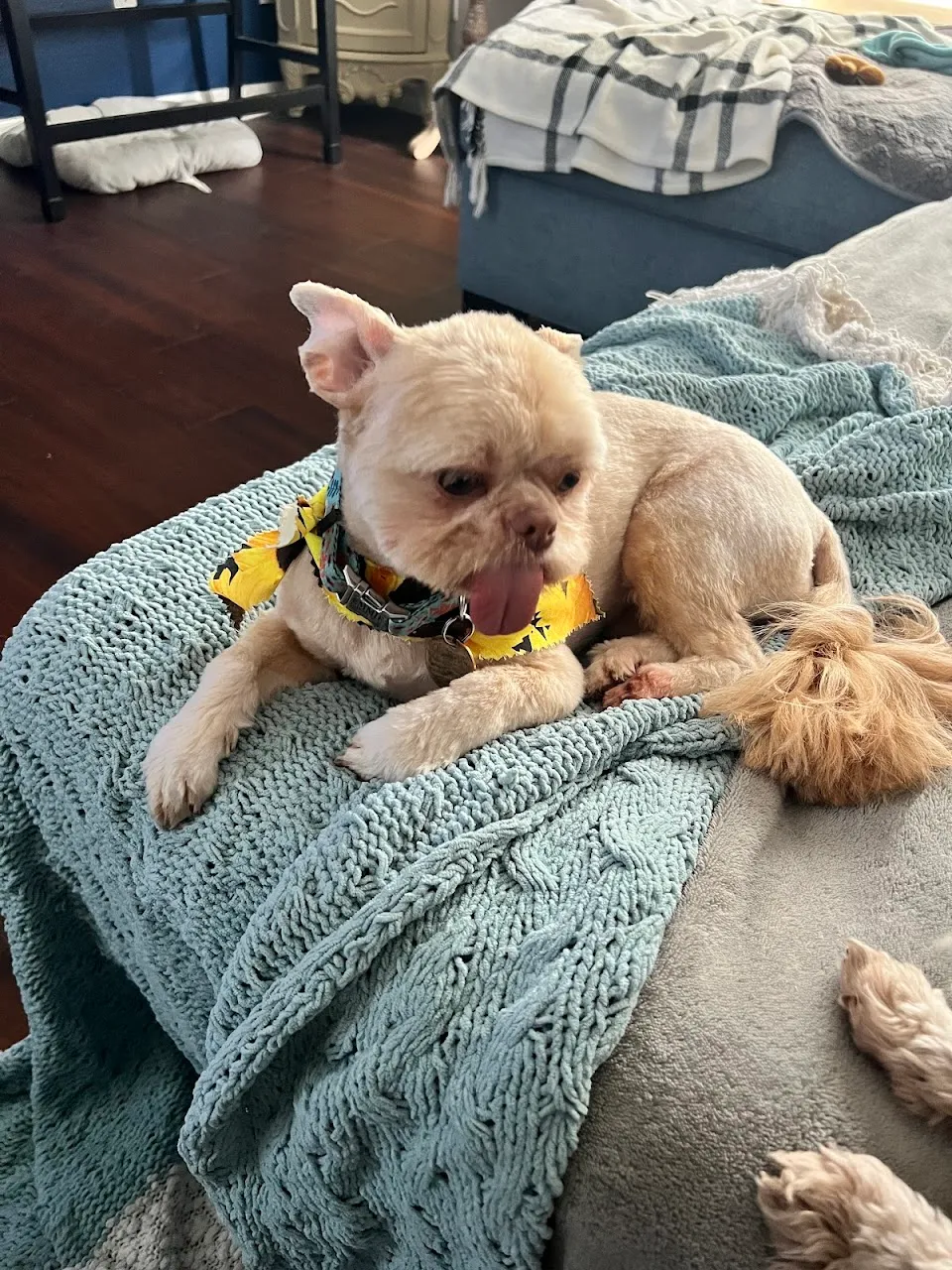 Romi's Royal puppy spa