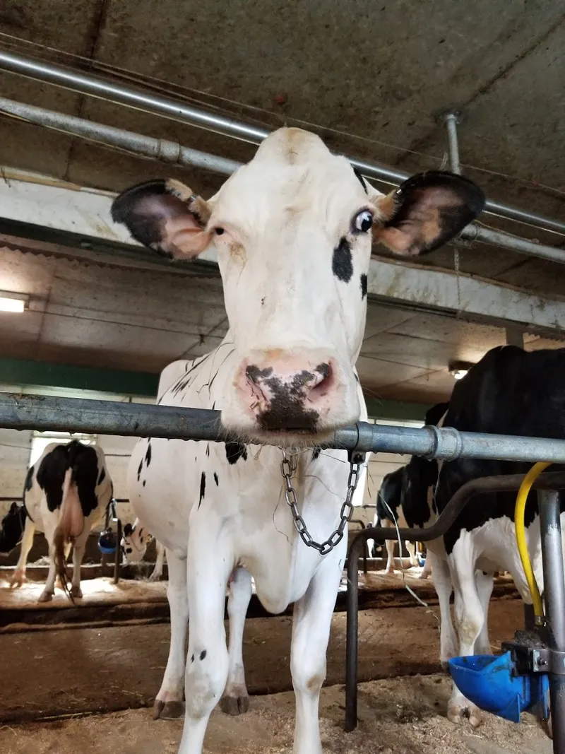 Sprucegate Holsteins Farm
