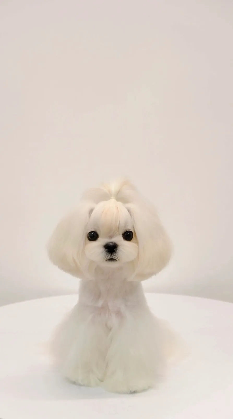 CIYA PET GROOMING