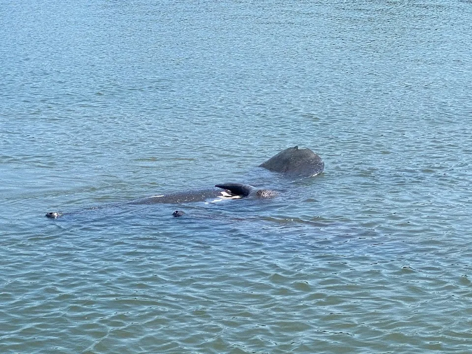 Turtle Mound River Tours