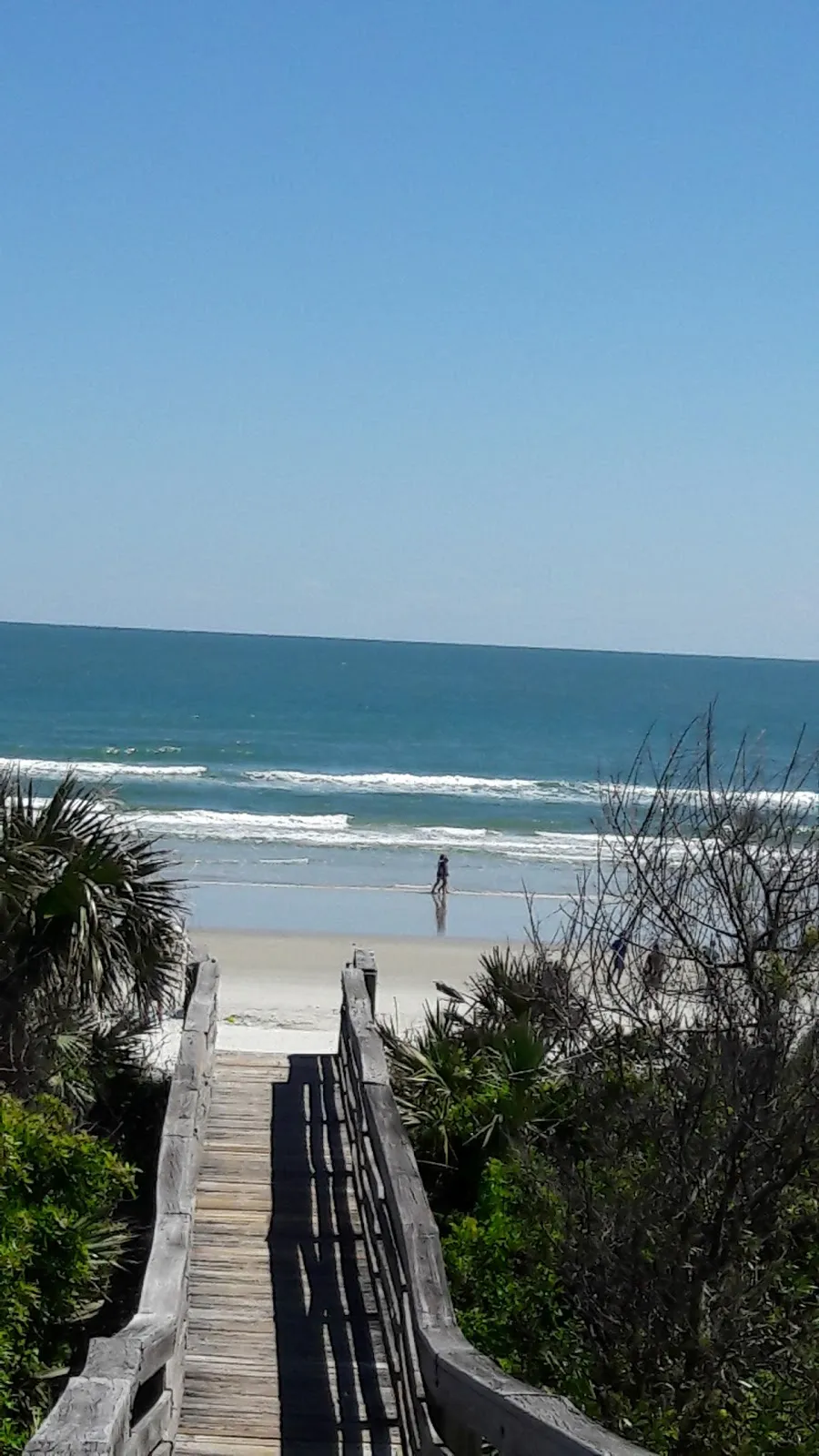 Sea Woods