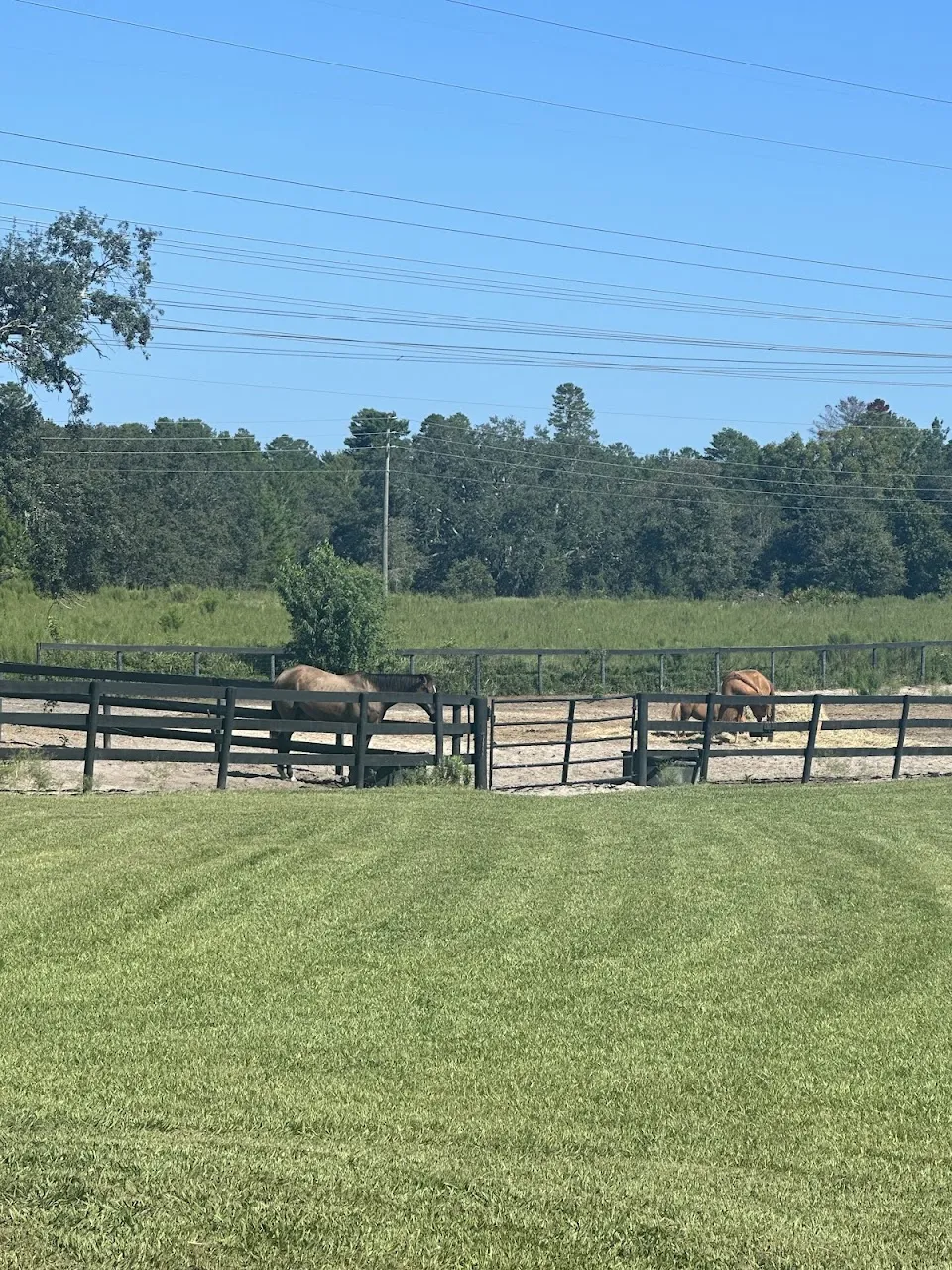 Divinity Stables