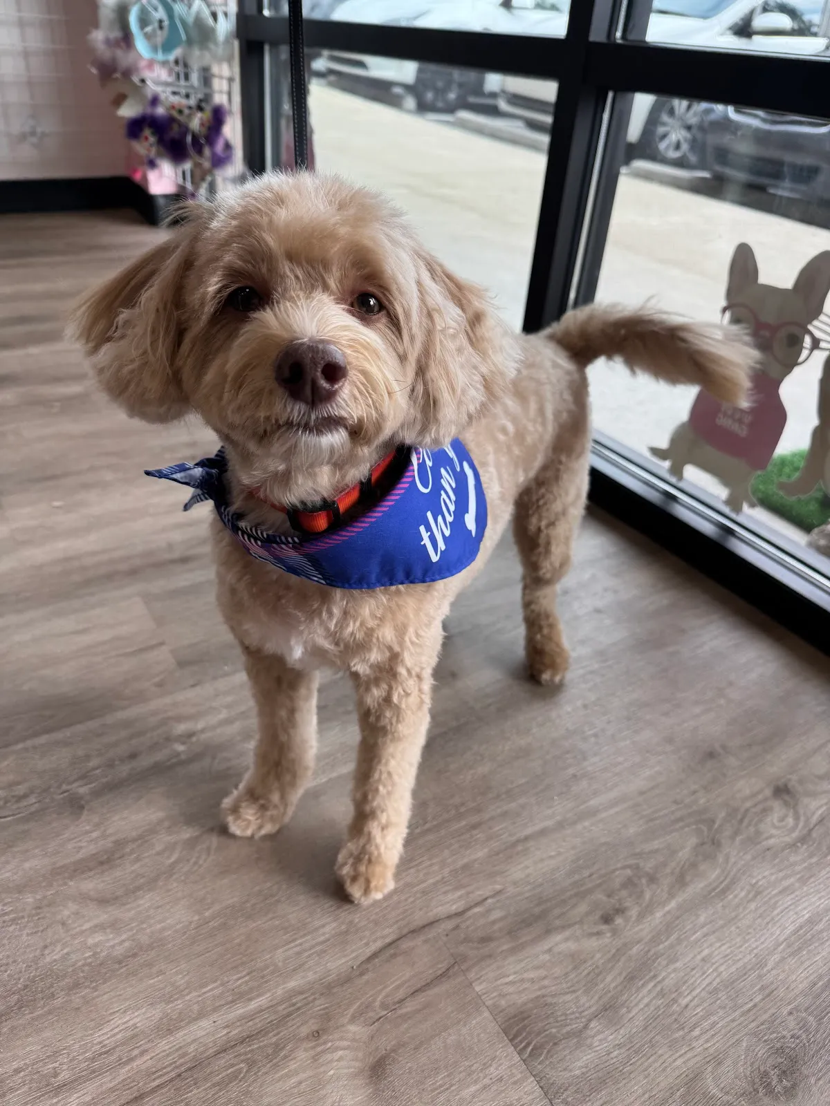 Woof Gang Bakery & Grooming
