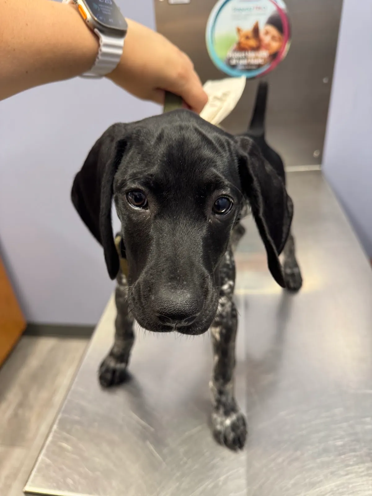Hewitt Animal Hospital, A Thrive Pet Healthcare Partner
