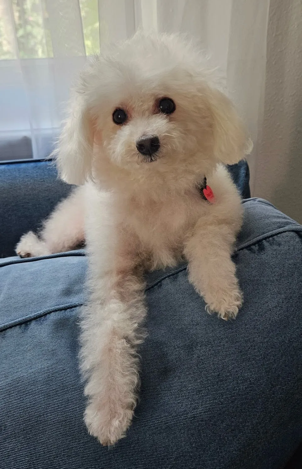 Tailblazers Pet Salon
