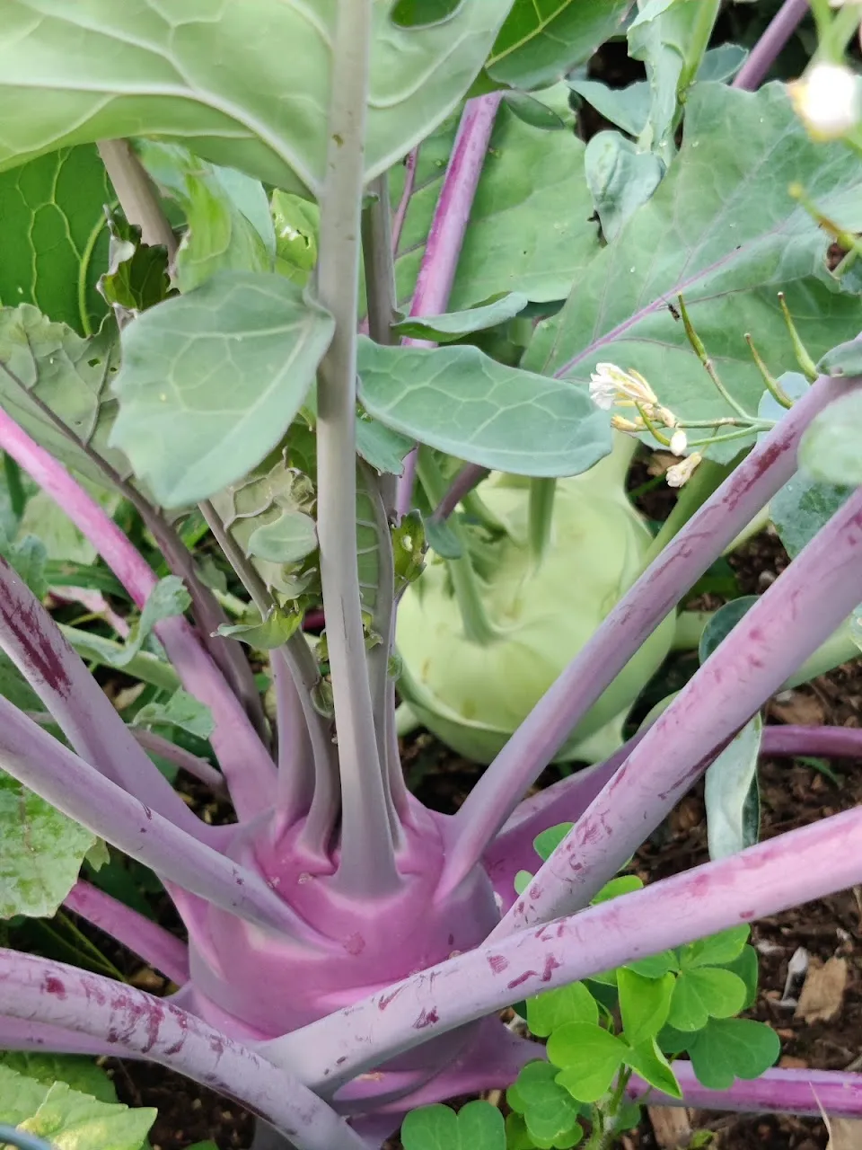 Wong Park Community Garden