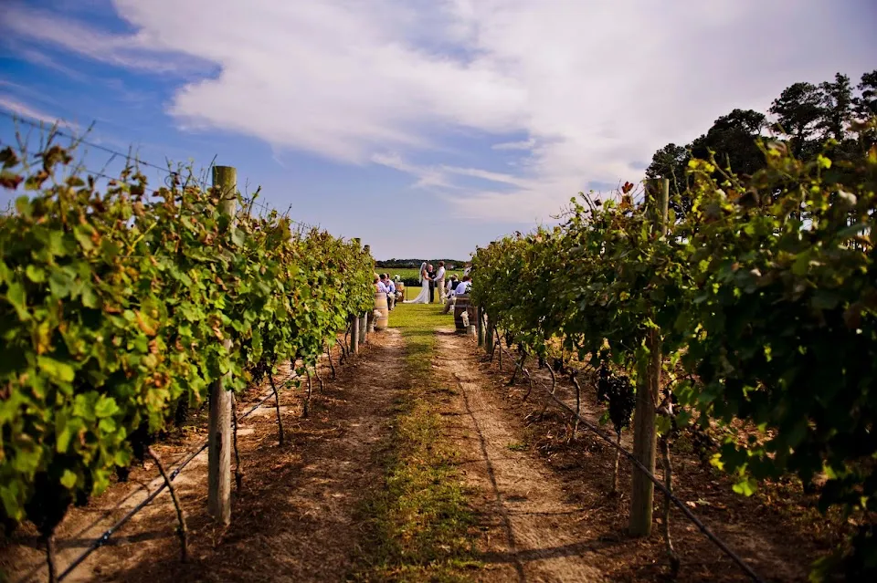 Sanctuary Vineyards