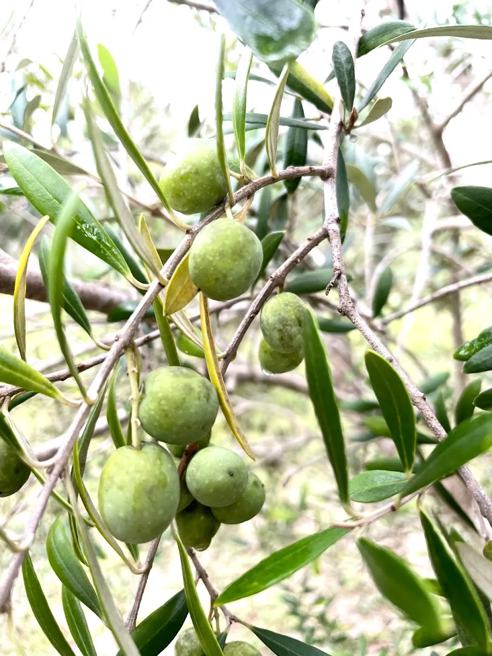 The Olive Grove