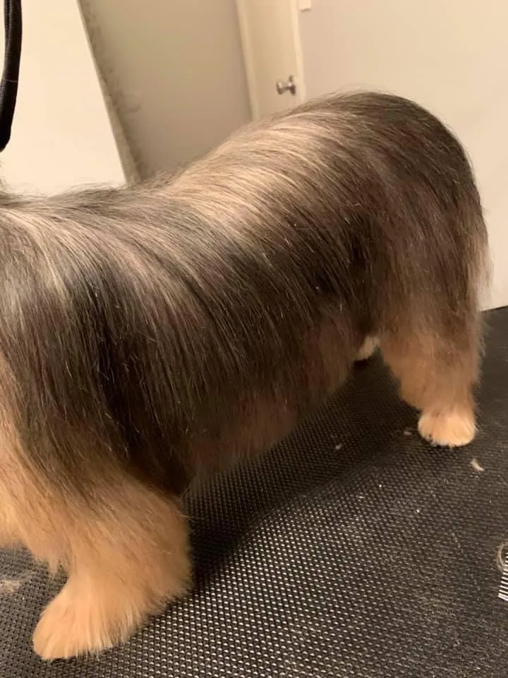 Fluffy Divine The Pet Spa