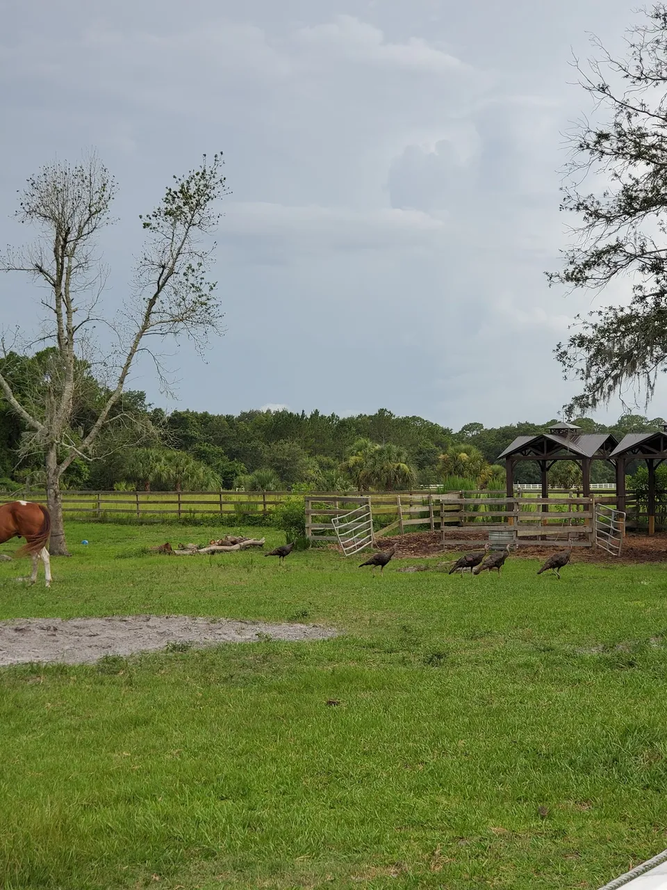 Flying Z Stables, Learn The Training Secrets of the Pros, Inc.