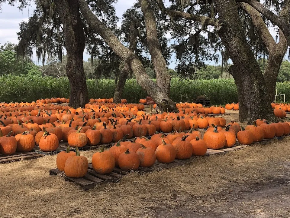 Sweetfields Farm