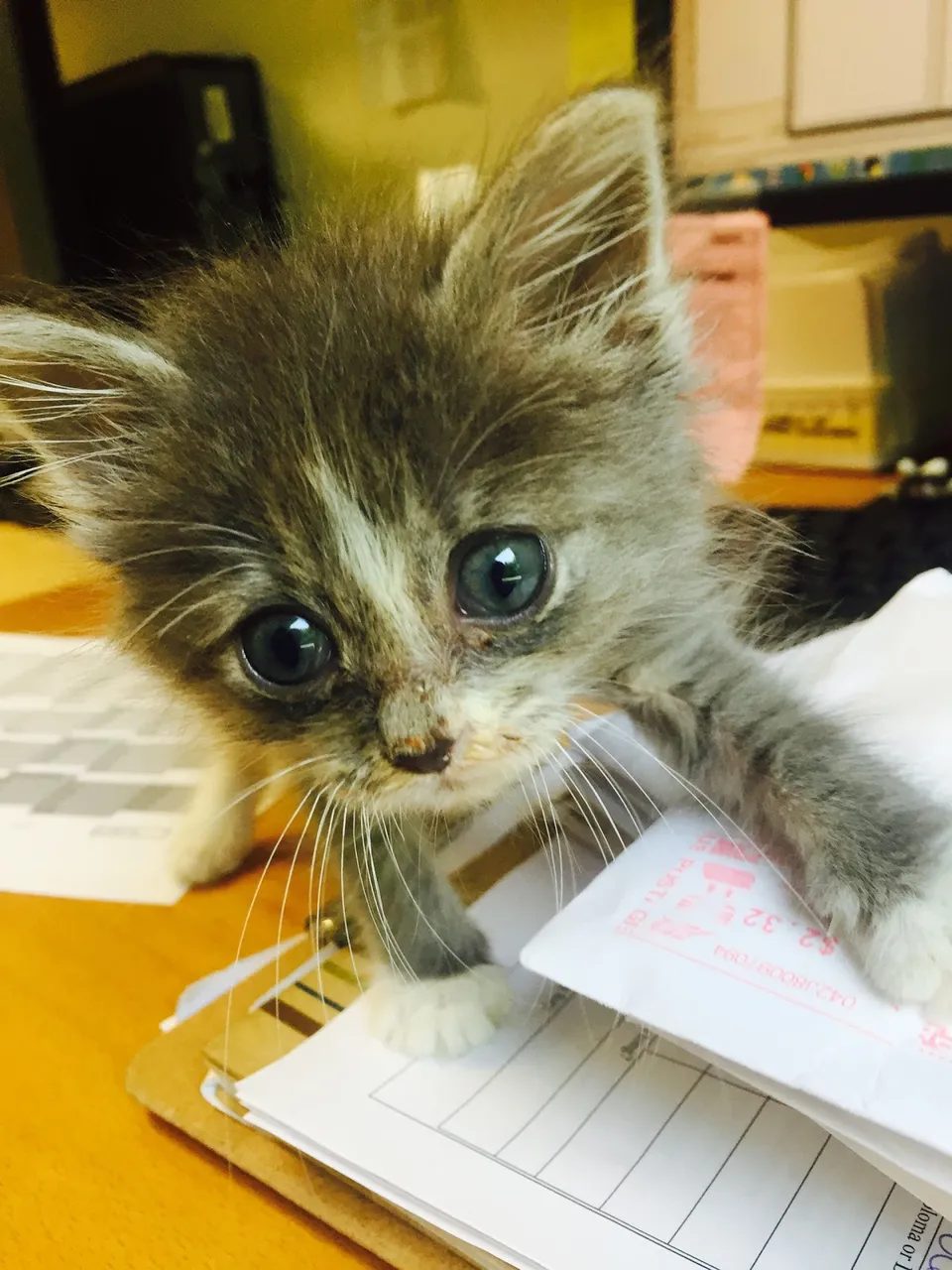 Atlantic Animal Hospital – Port Orange
