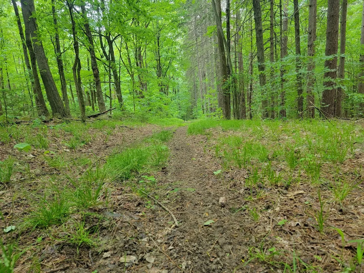 Mallet Pond State Forest