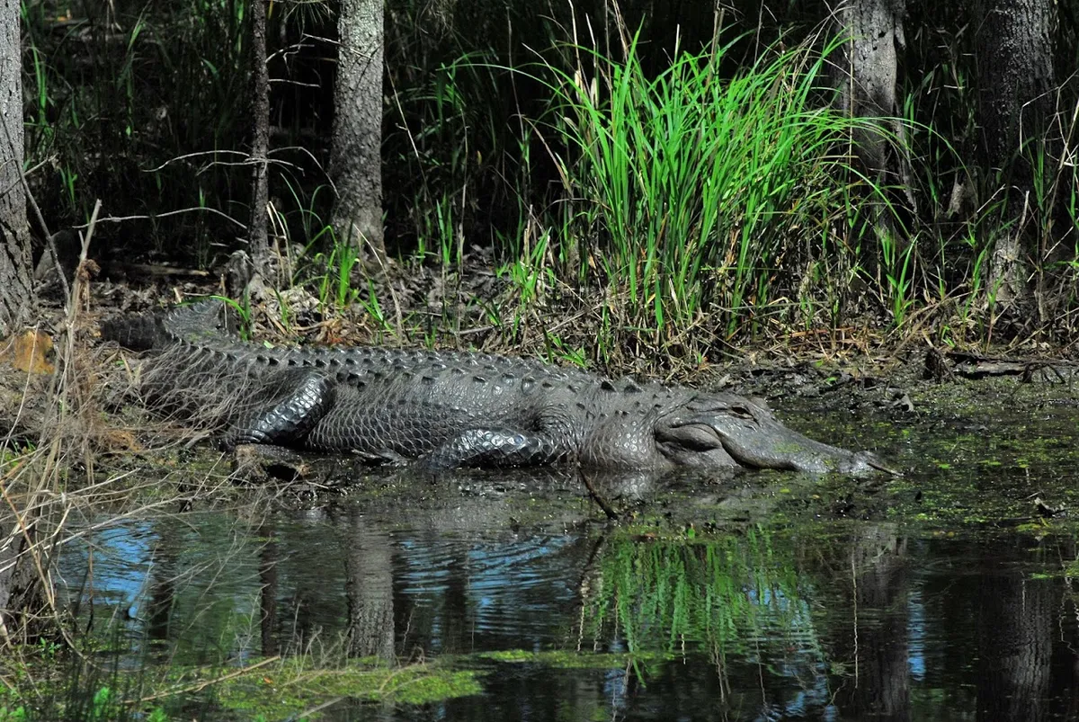 Santee National Wildlife Refuge - Cuddo Unit