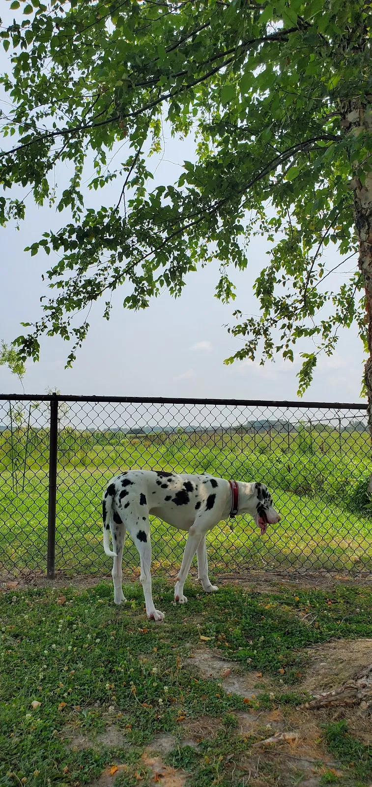 Play Ball Dog Park