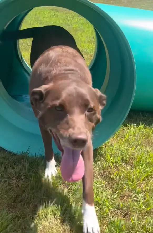 Newport Dog Park
