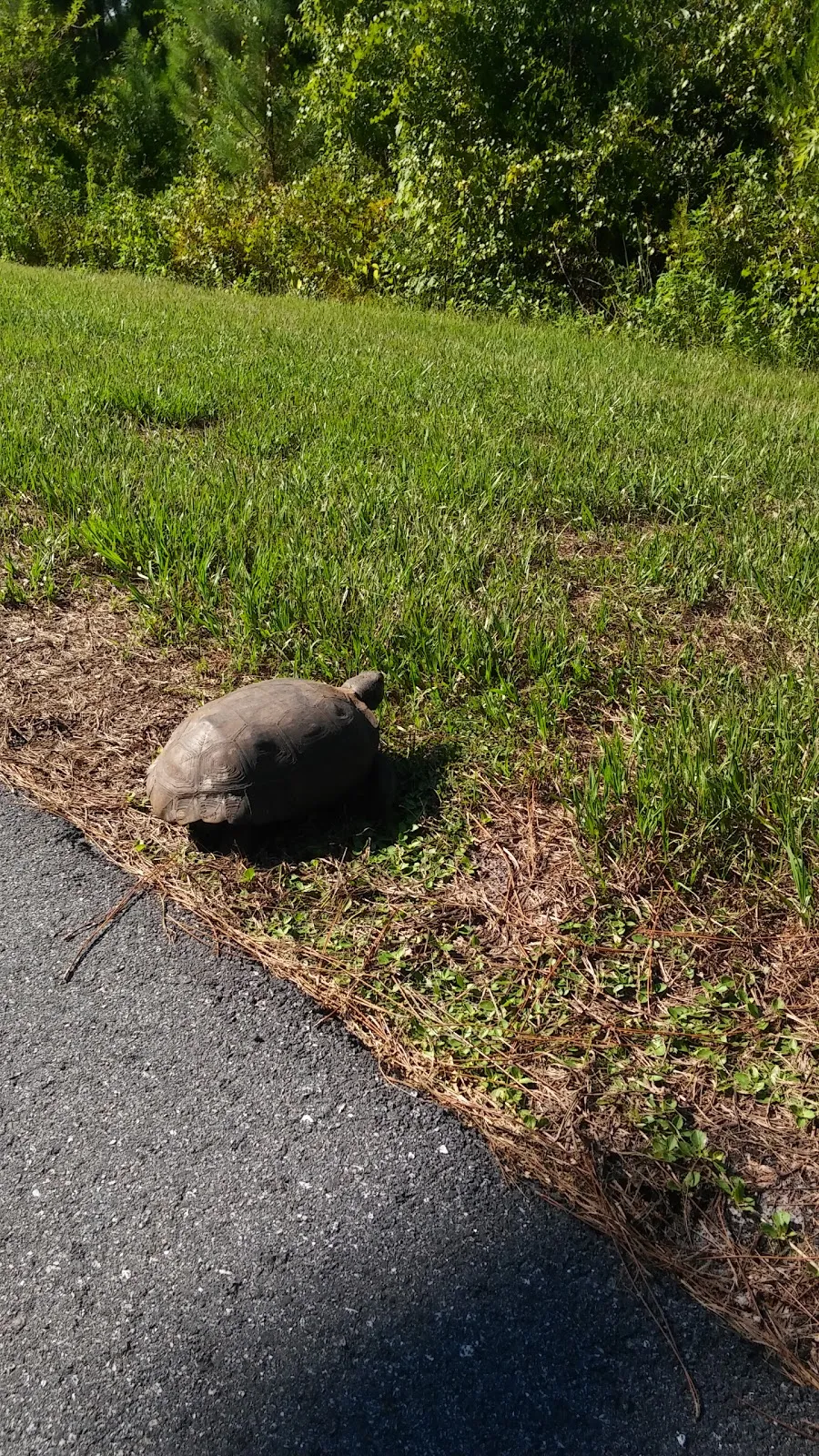 New Smyrna Beach Pedestrian Trail