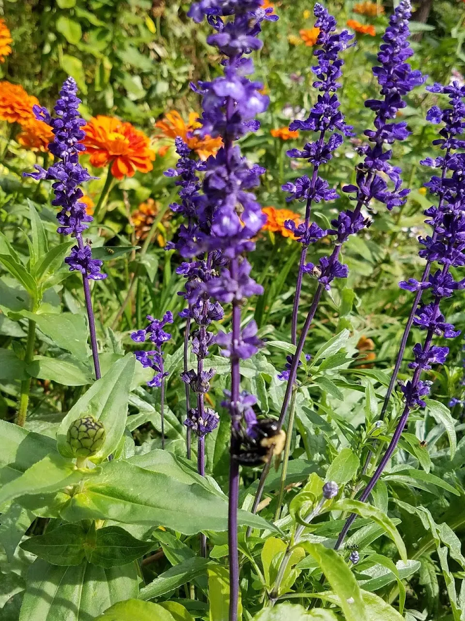 The Farmacy Garden