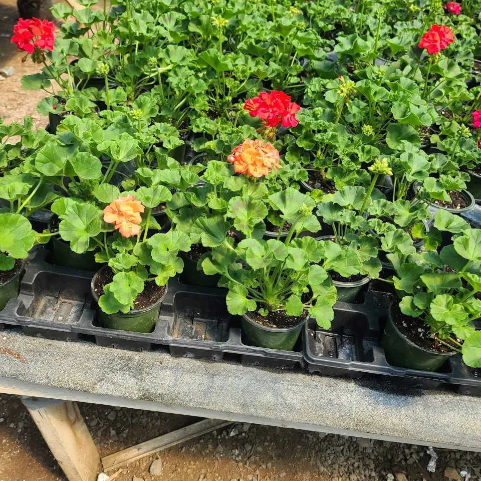 Hoeffner Farms Inc