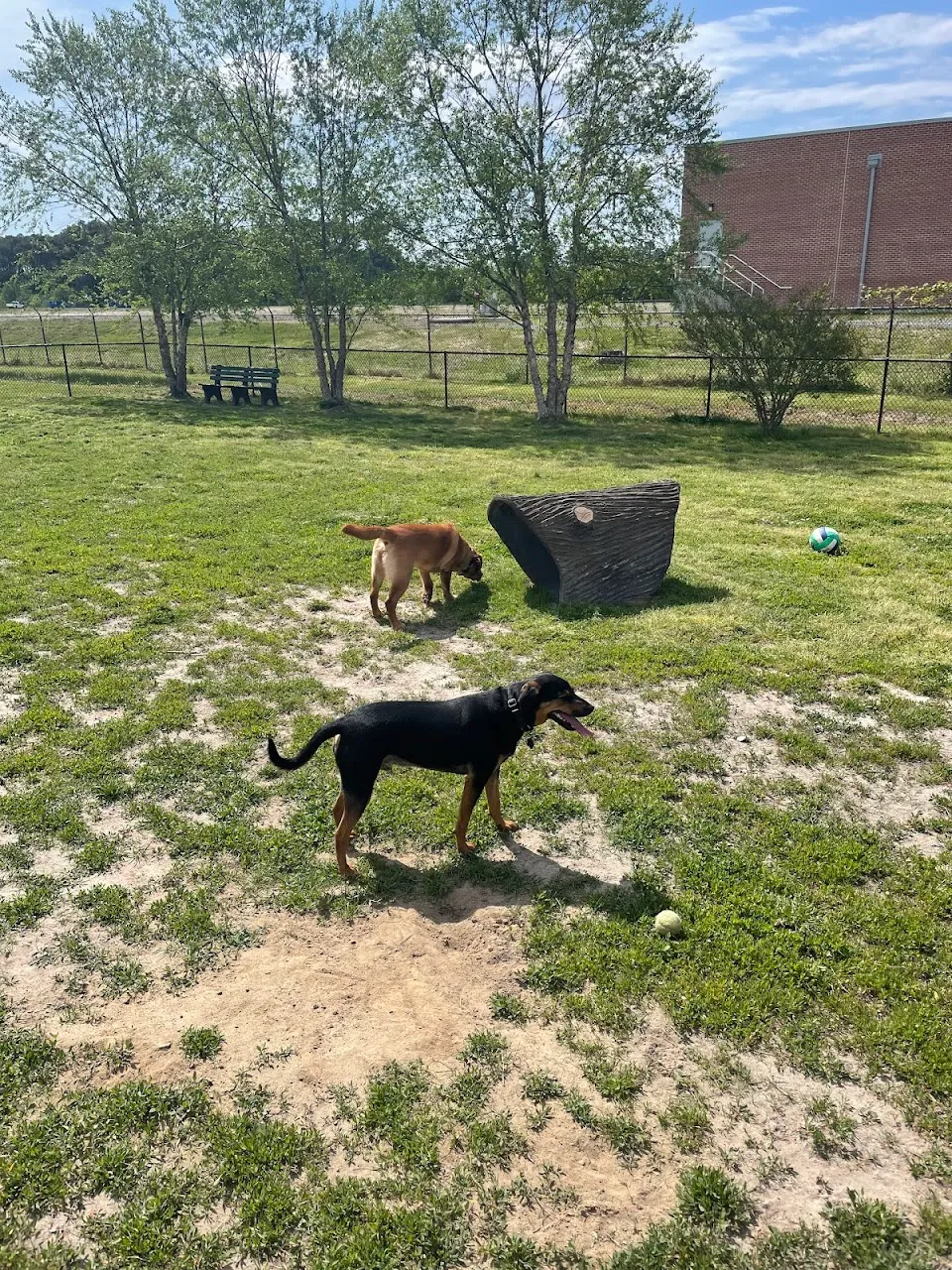 Play Ball Dog Park