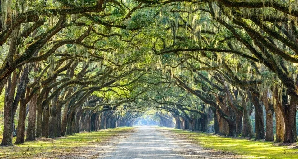 Savannah Dream Vacations