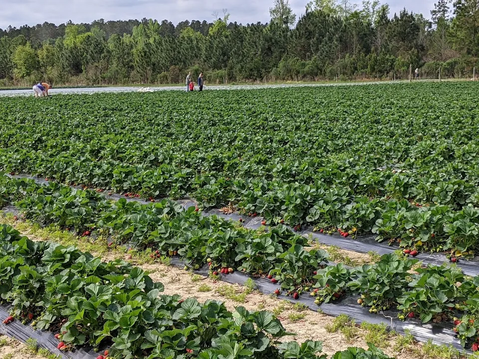 Hickory Bluff Berry Farm