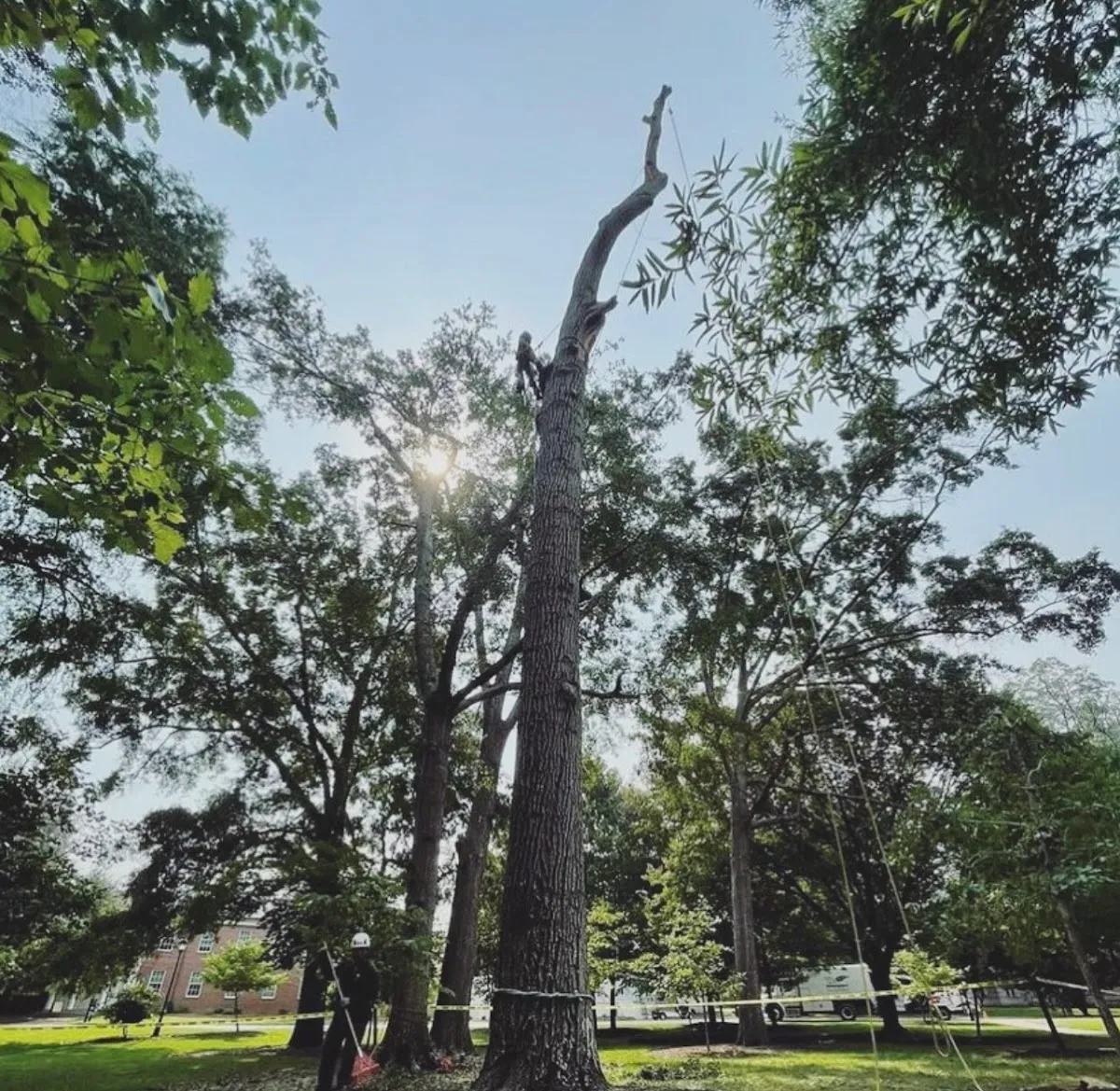 Brooks Tree Co.