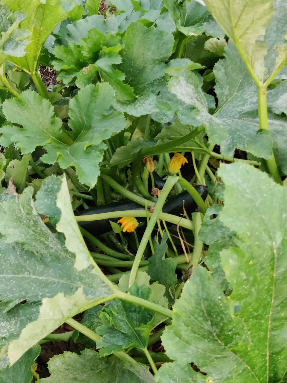 Wong Park Community Garden