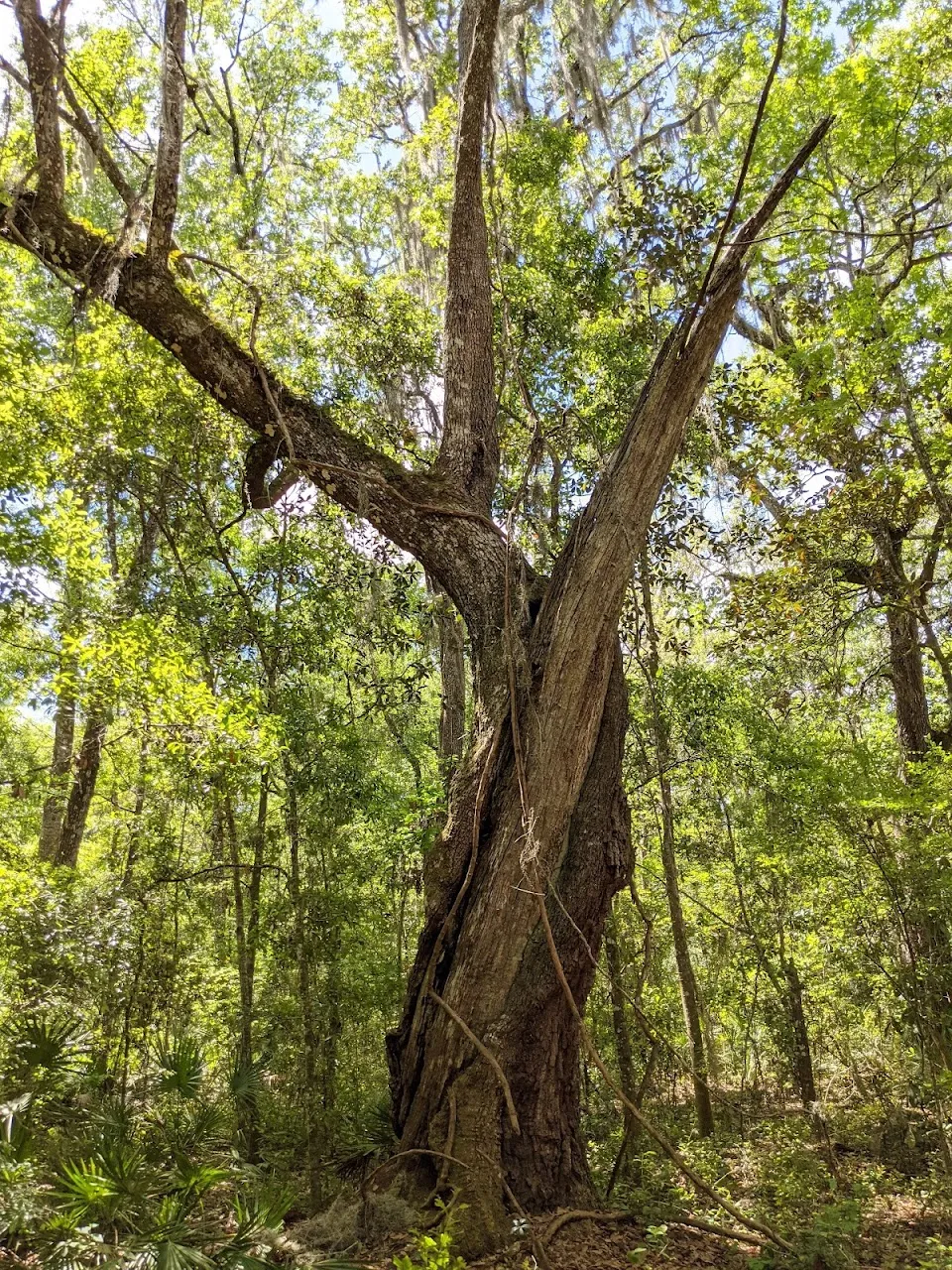 Fickett Hammock Preserve - trailhead