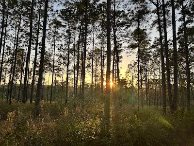 Chinsegut Wildlife and Environmental Area (WEA)