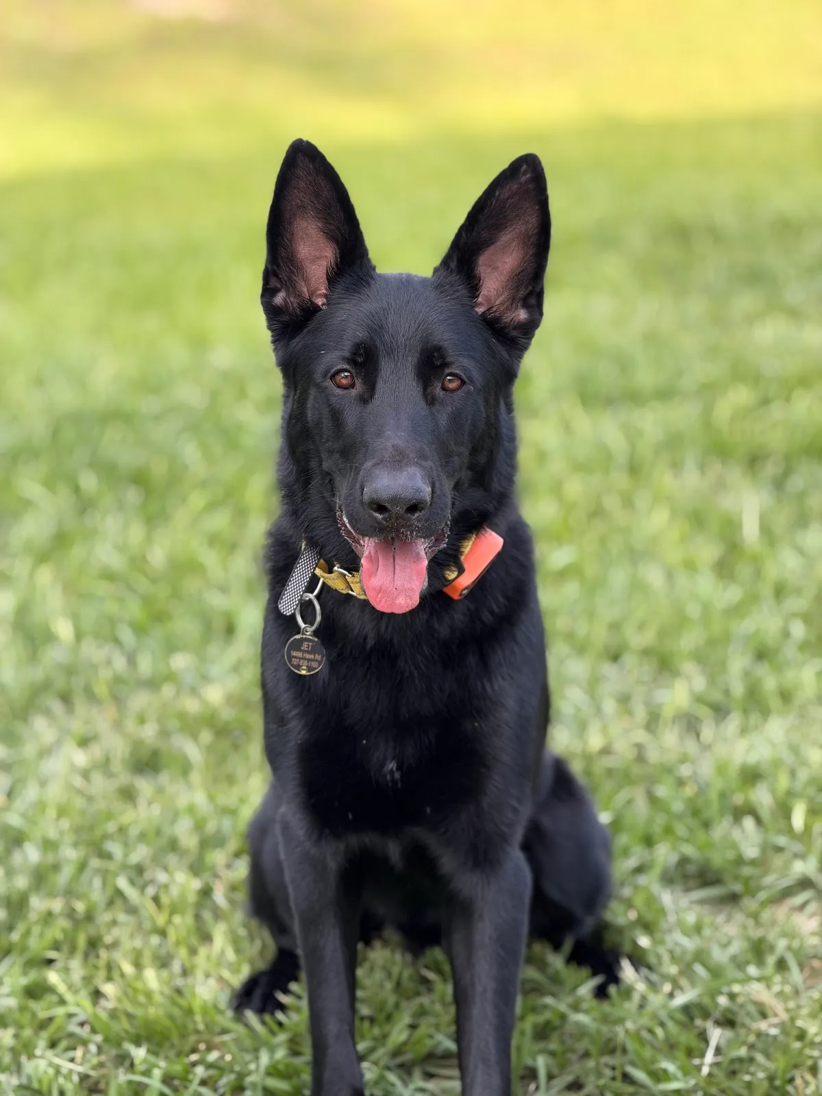 Panacea Pet Resort