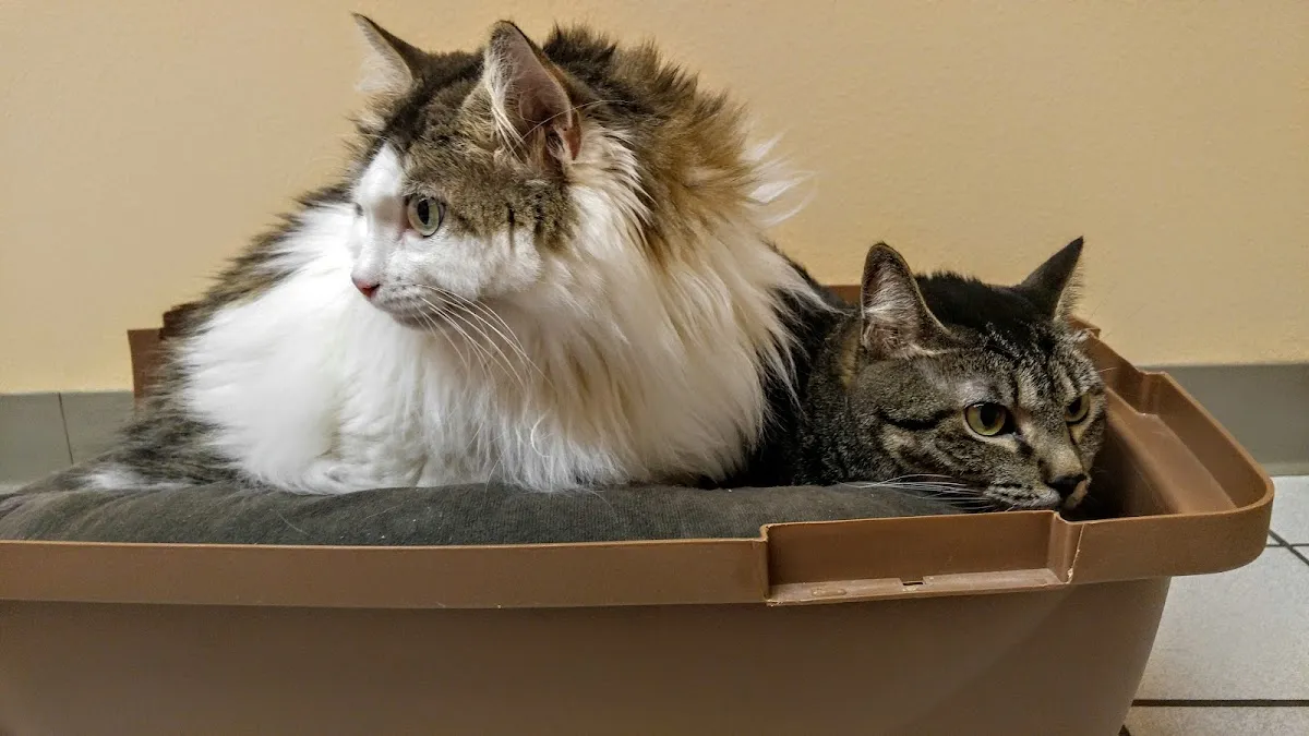 Hernando Animal Hospital