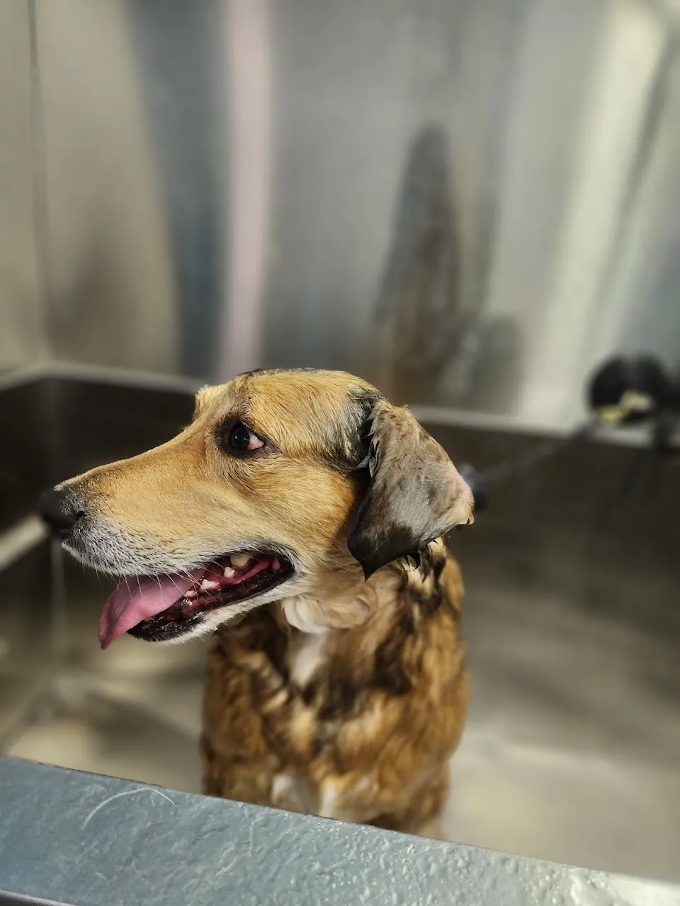 Romi's Royal puppy spa