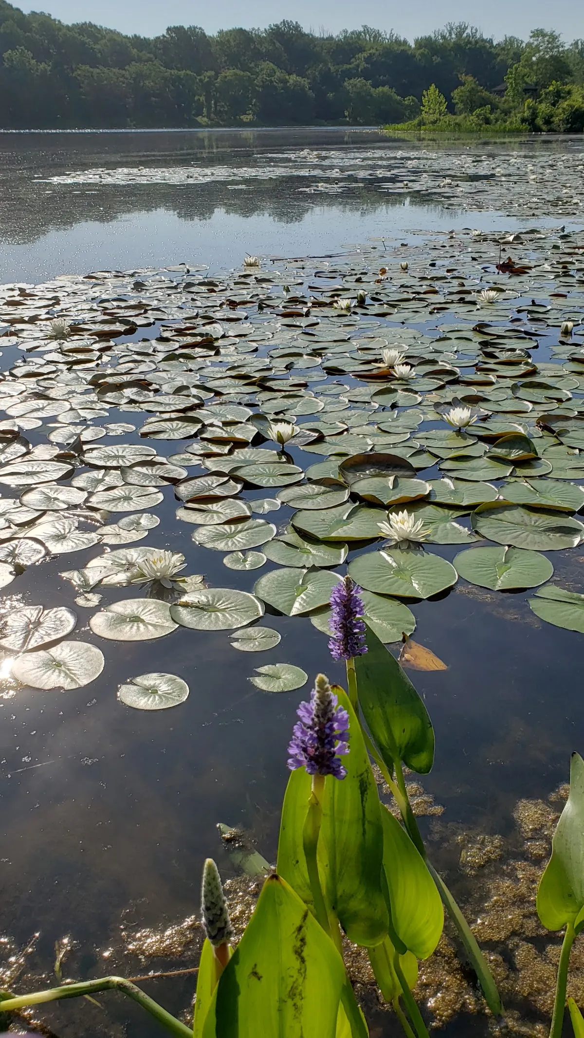 Lake Artemesia Natural Area