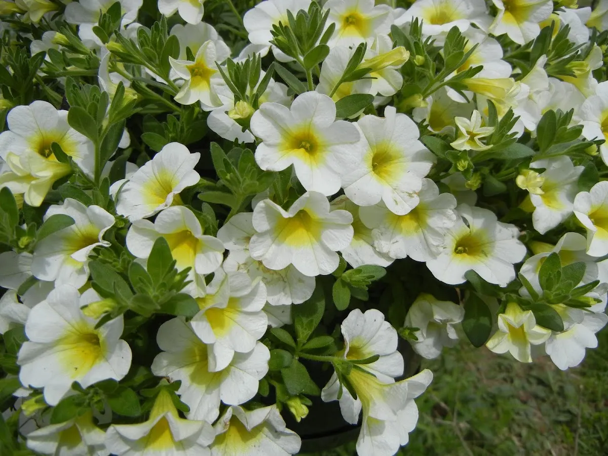 Beautiful Earth LLC