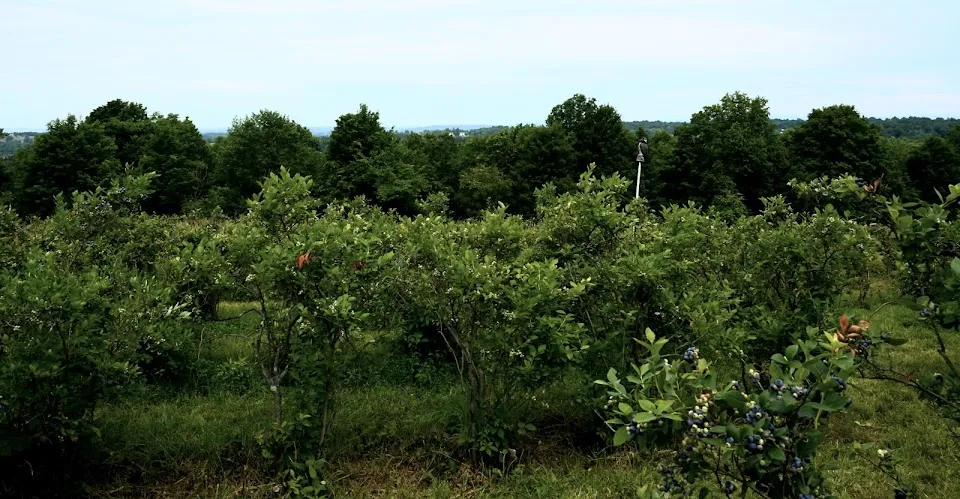 Halfway Acres (Organic Blueberries U-Pick )