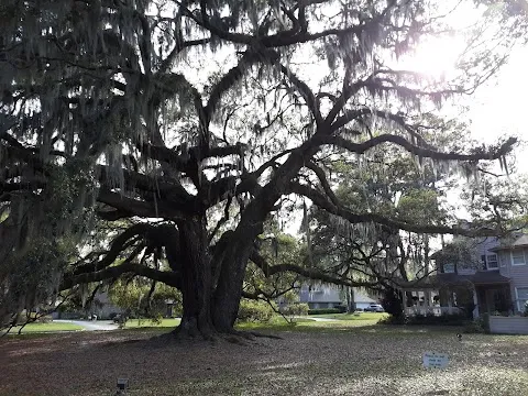 The Majestic Oak Tree