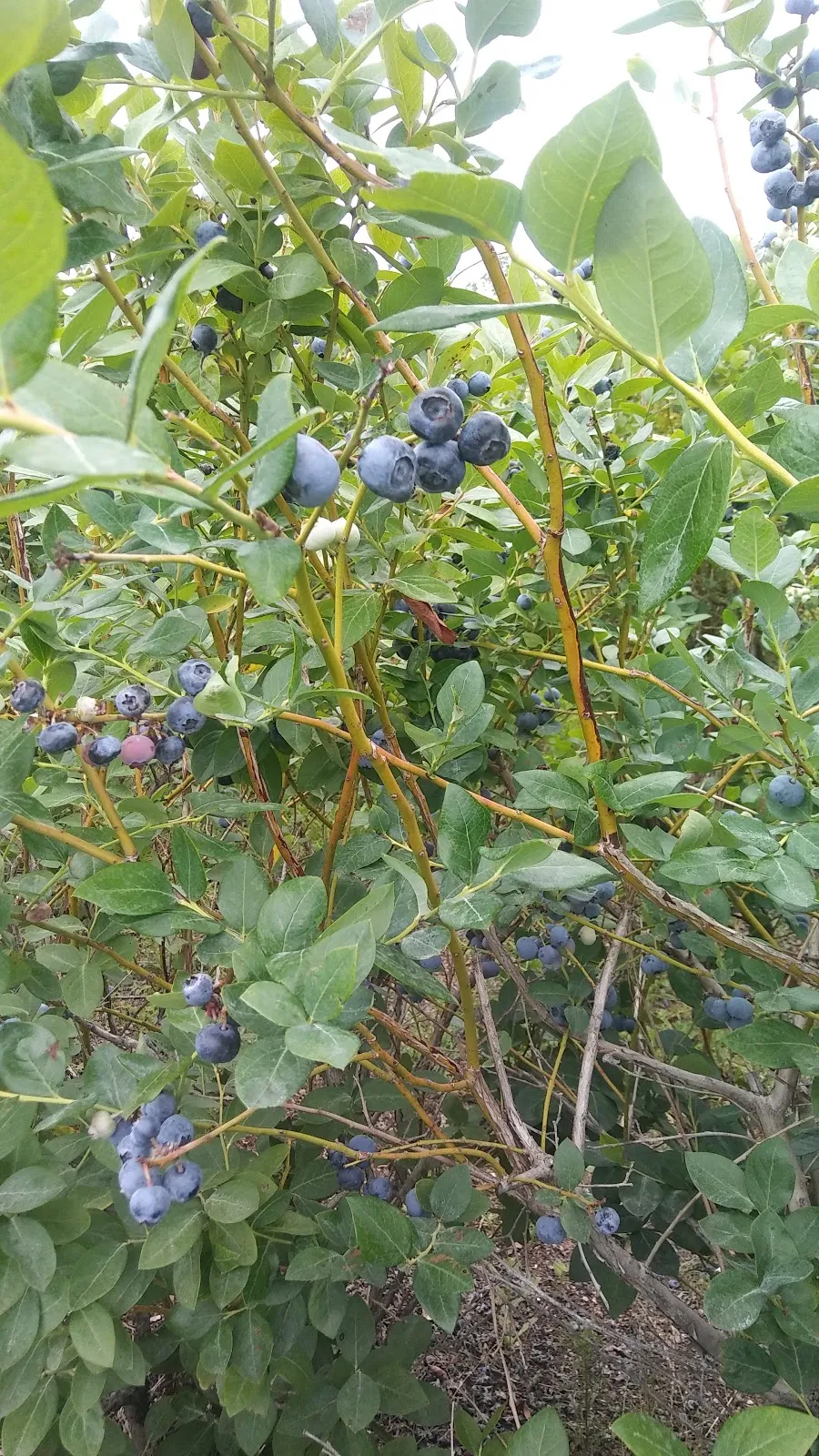 Margo's Blueberry Farm