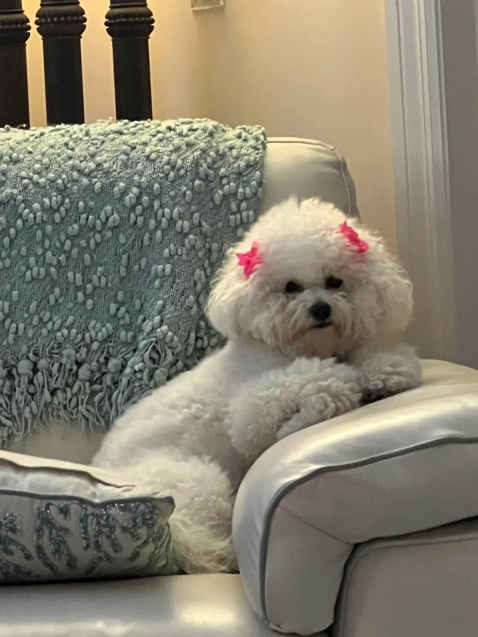 Dog grooming by Kim