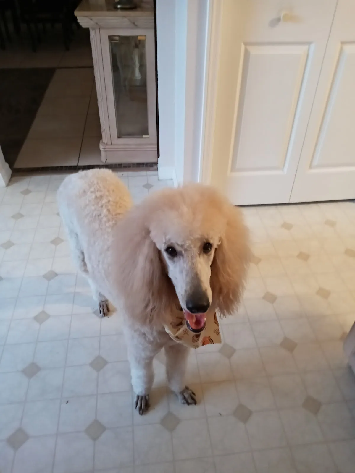 Spring Hill Pet Grooming