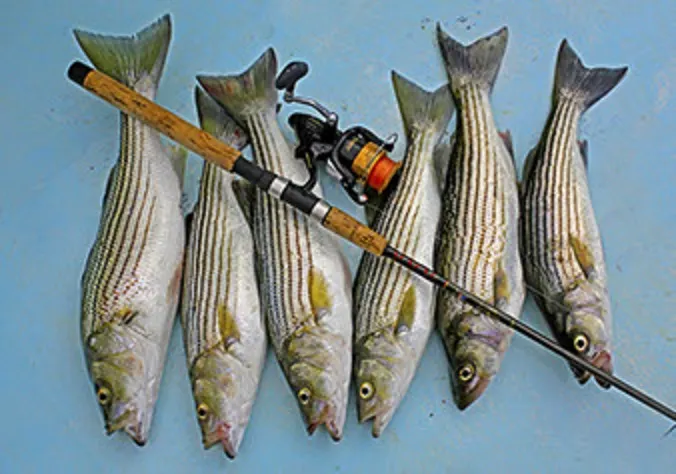 Class Act Charter Fishing
