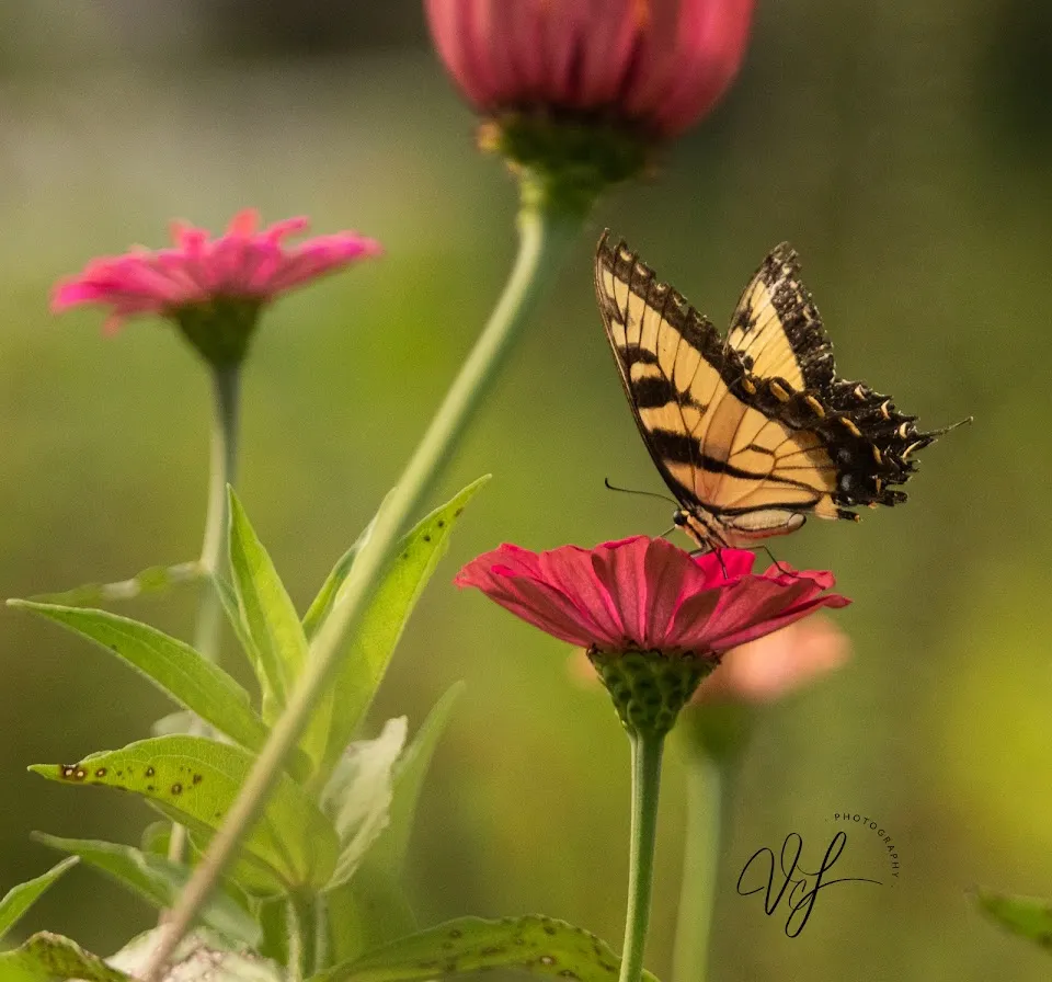 Butterflies & Blooms in the Briar Patch