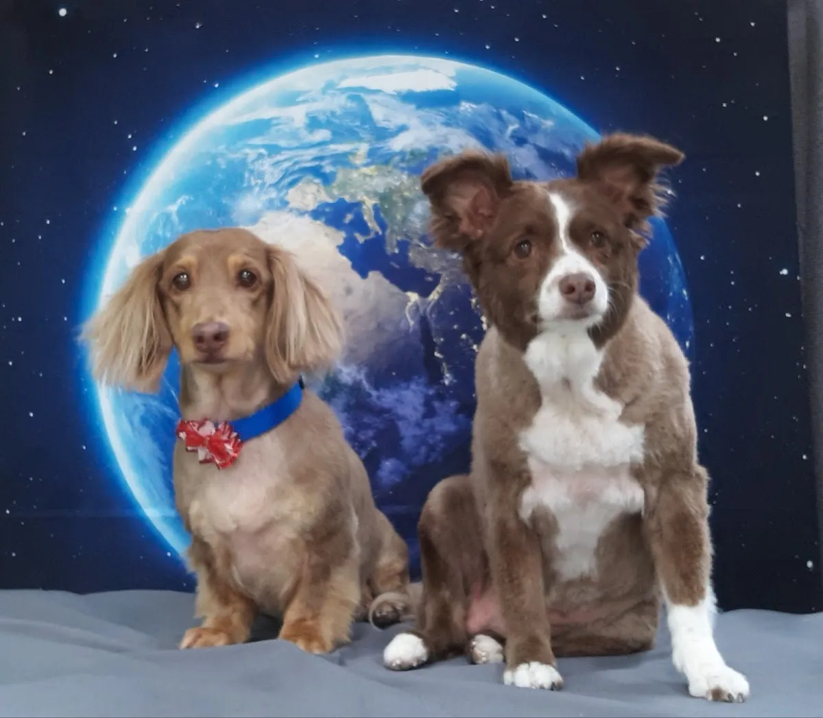 Reu's Corner Pet Spa