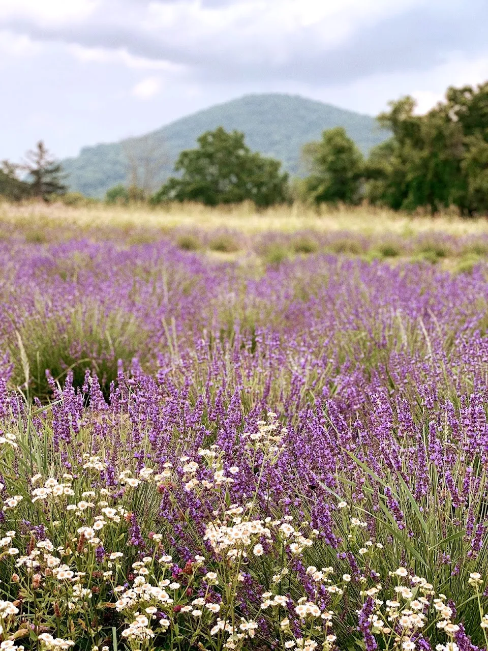 Lavenwood Farms