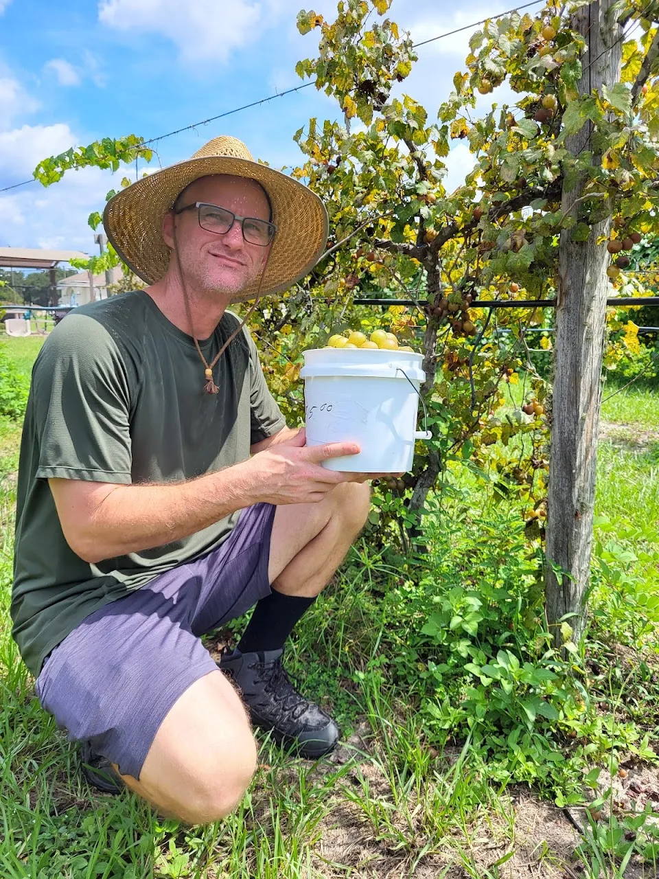 Jubilee Grape Vines