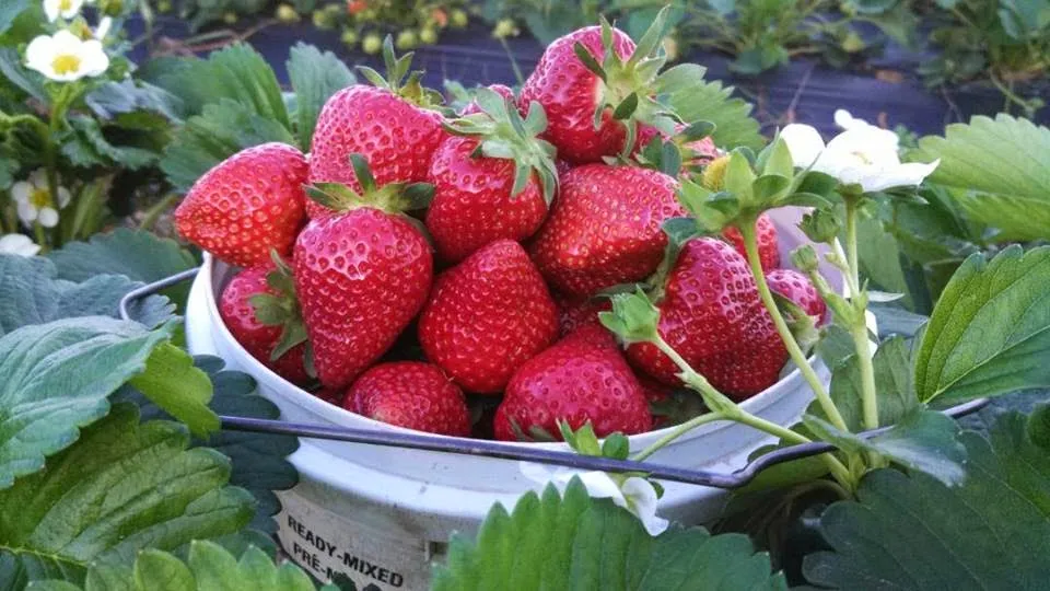 Mabe's Berry Farm