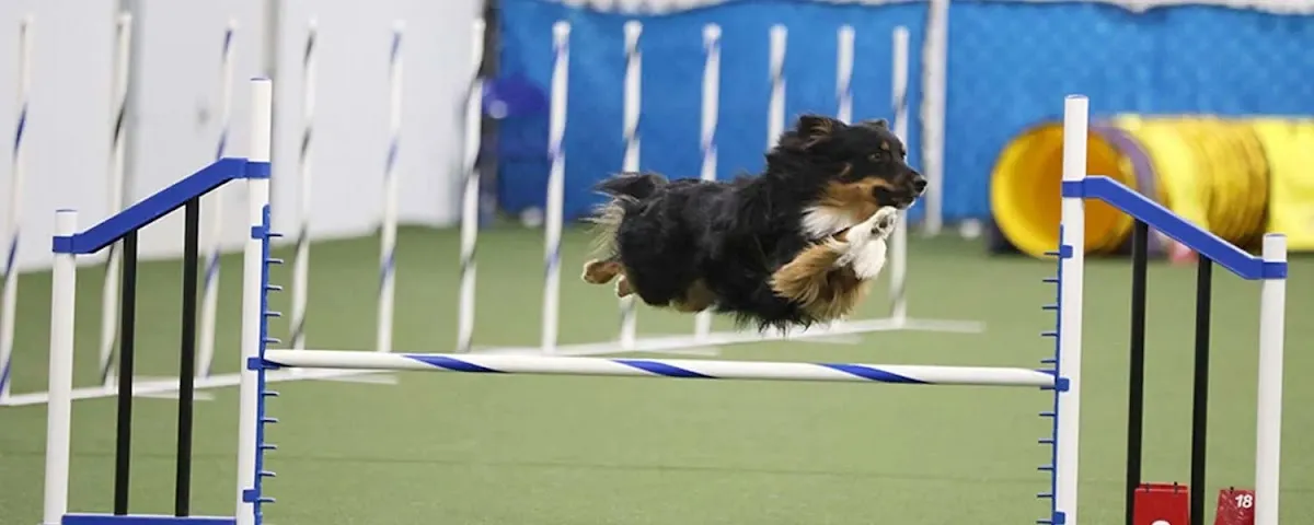 New York State Canine Expo