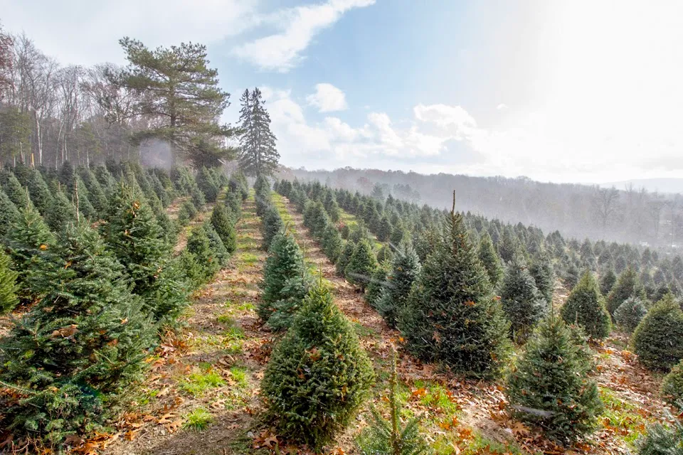 Emmerich Tree Farm