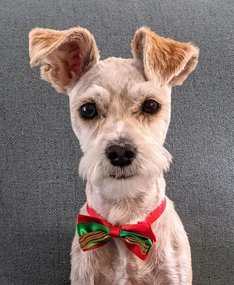 All Pet Grooming