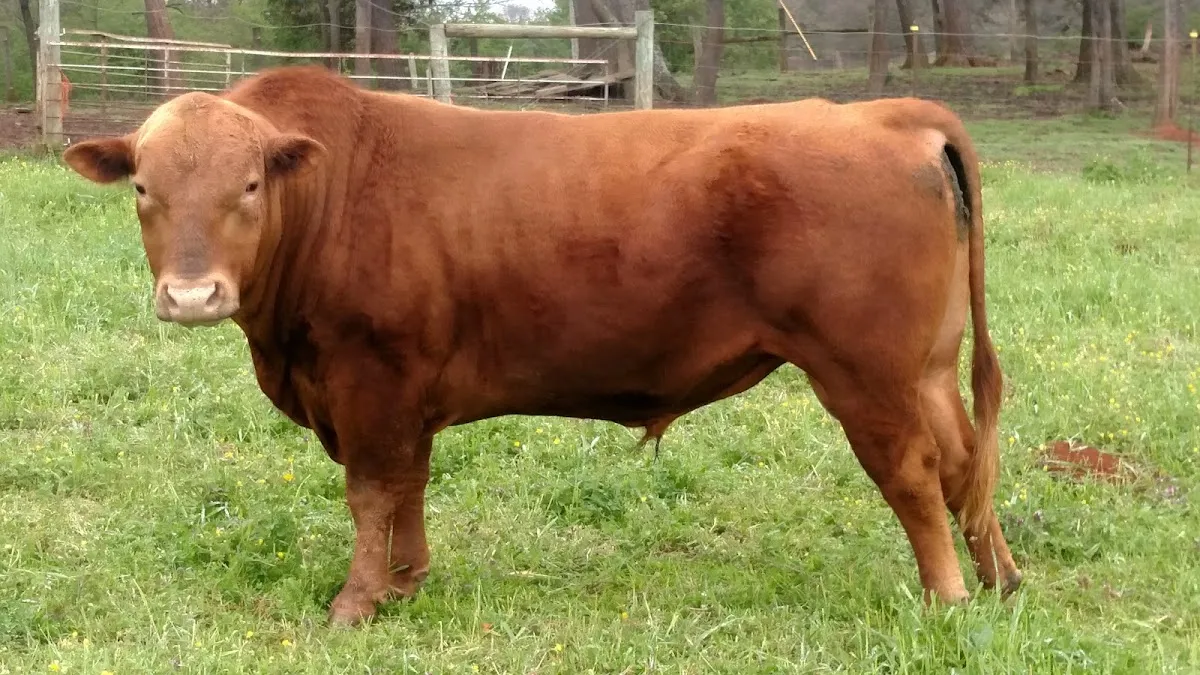 Anderson Farms Beef and Pork